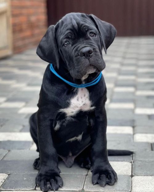 Cane corso puppies for sale