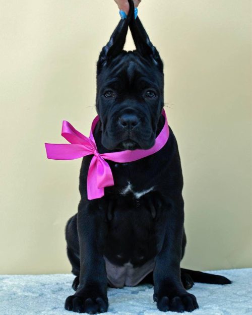 Cane corso puppies for sale